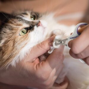 How To Take Care Of Cats