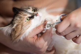 How To Take Care Of Cats