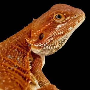 Beautiful Red Bearded Dragon