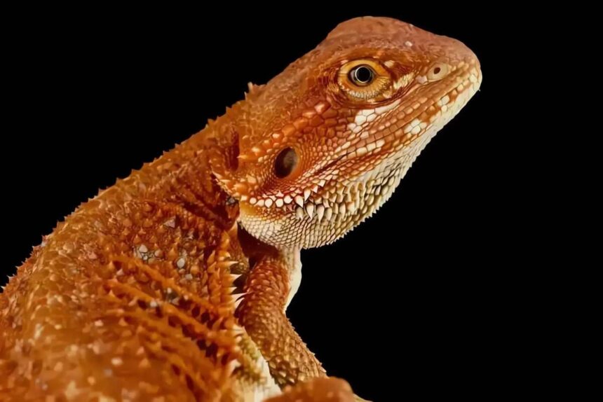 Beautiful Red Bearded Dragon Home Pets Coach