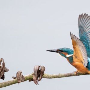 Behavior Of Birds