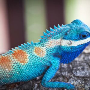 Best Blue Bearded Dragon