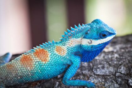 Best Blue Bearded Dragon