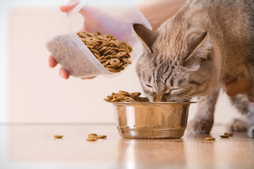 Best Dry Cat Food For Liver Problems Home Pets Coach
