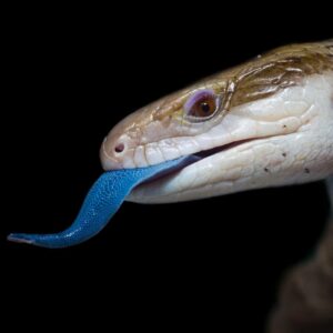 Blue Tongued Reptile