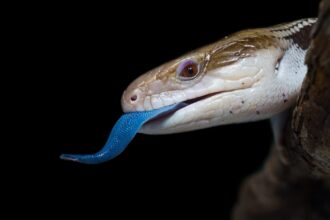 Blue Tongued Reptile