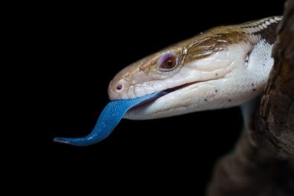 Blue Tongued Reptile Home Pets Coach