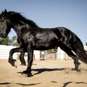 Clydesdale Horse Price 2024