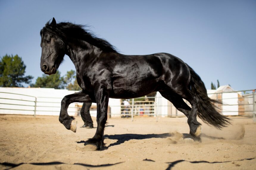 Clydesdale Horse Price 2024 Home Pets Coach