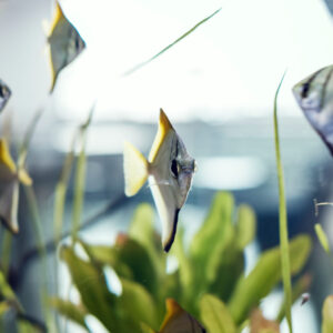 Freshwater Fish Care