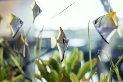 Freshwater Fish Care