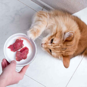 Homemade Cat Food To Gain Weight