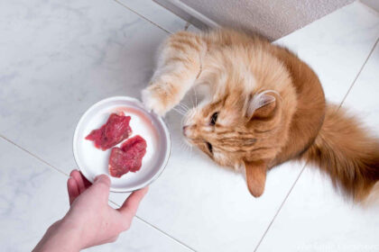 Homemade Cat Food To Gain Weight