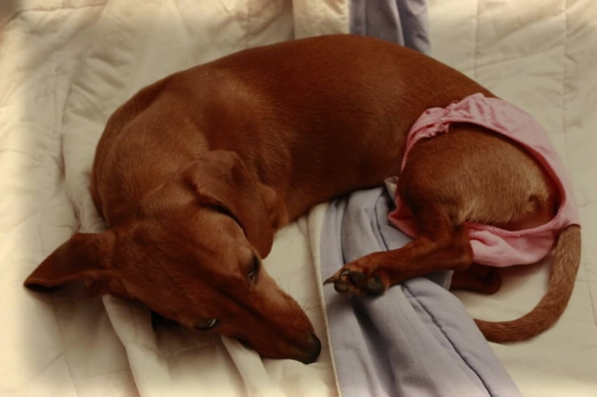 How long do dachshunds stay in heat Pets Coach