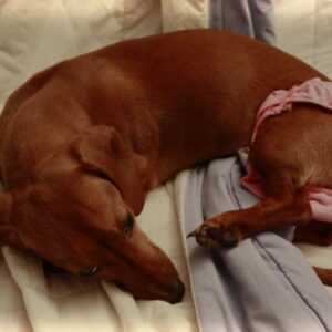 How Long Do Dachshunds Stay In Heat