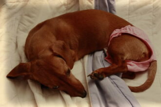 How Long Do Dachshunds Stay In Heat