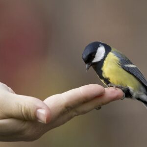 How To Take Care Of Birds