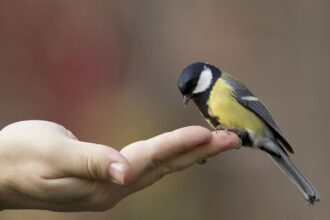 How To Take Care Of Birds