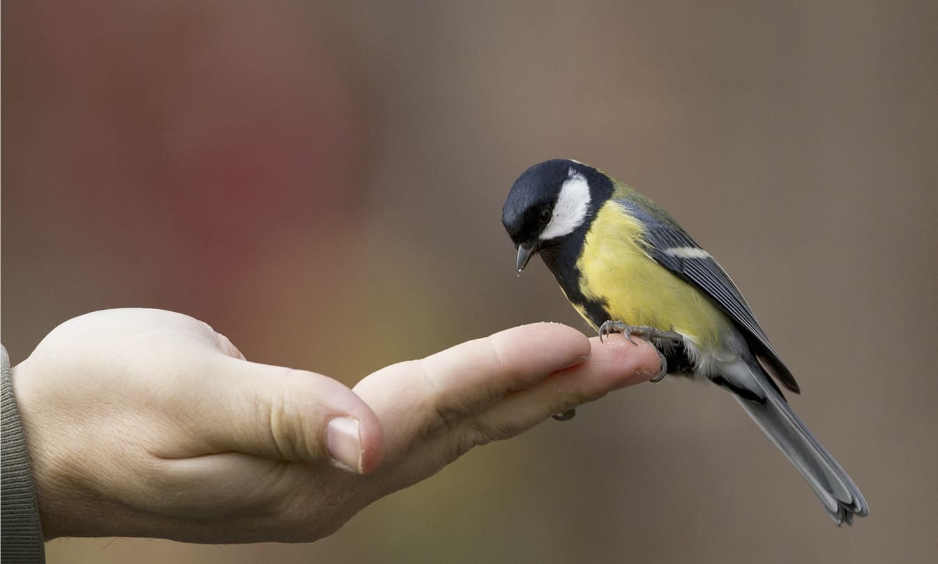 10 Essential Tips for Taking Care of Your Birds A Beginner's Guide