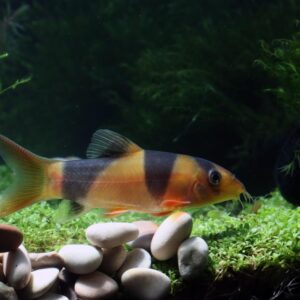 Side View Of A Small Ornamental Fish