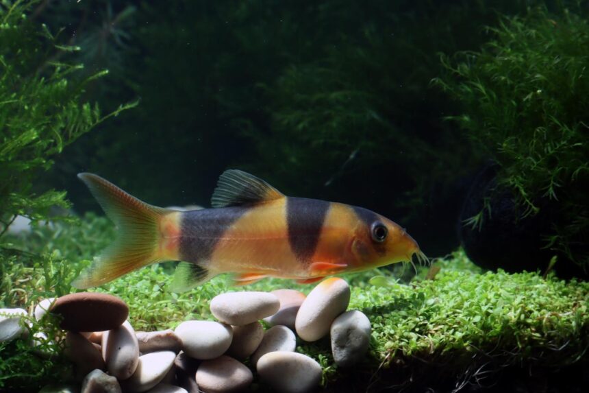 Side View Of A Small Ornamental Fish Home Pets Coach