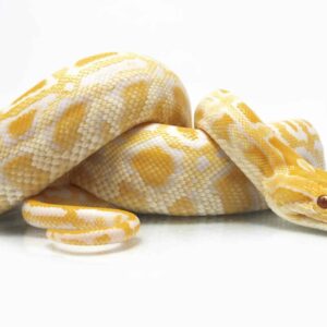 Striking Snake With White Scales And Vibrant Red Eyes