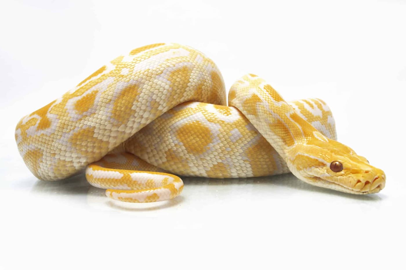 Striking Snake With White Scales And Vibrant Red Eyes
