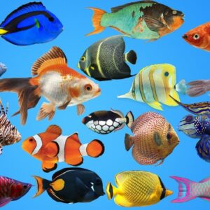 What Are Ornamental Fish And Their Types