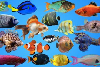 What Are Ornamental Fish And Their Types