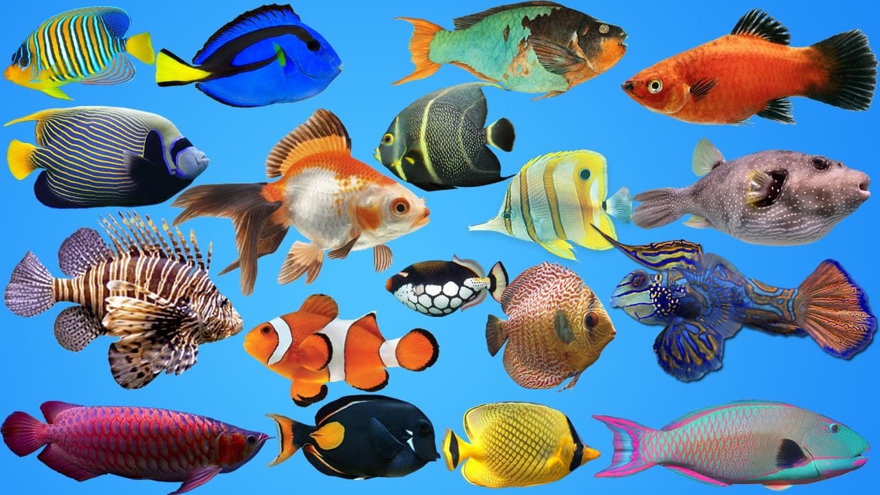 What Are Ornamental Fish And Their Types