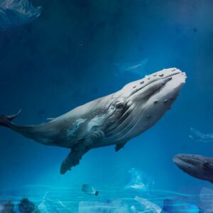 Aquatic Animals