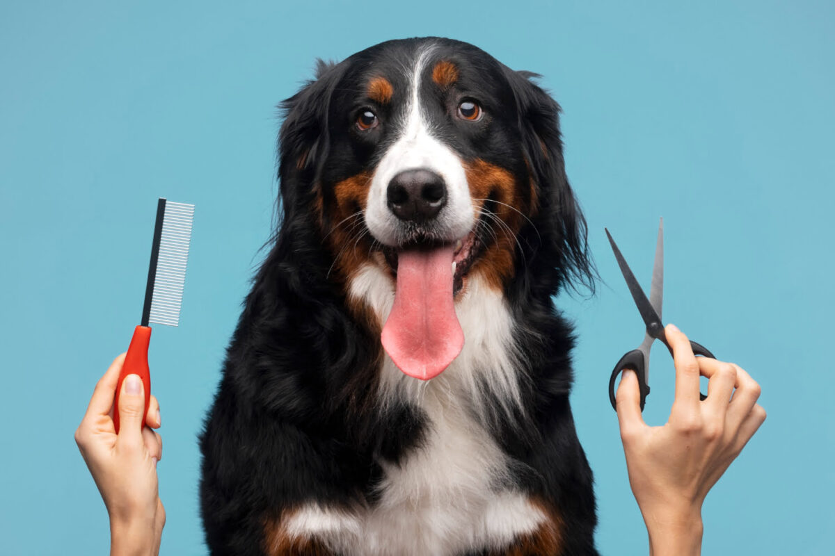 Beautiful Dog Furminator De-shedding Tool for Large Dogs with Short Hair