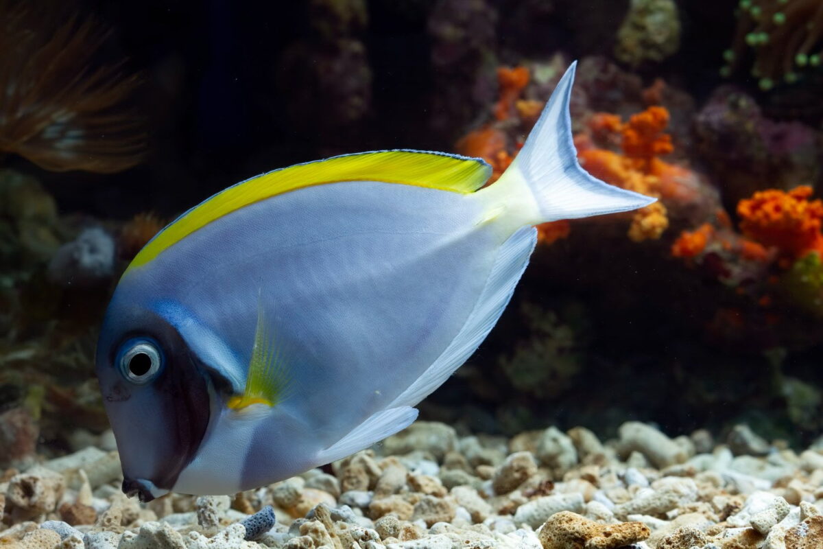 Beautiful Fish Seabed Coral Reefs Under Water Goldfish Tank Mates: Finding Compatible Companions for Your Aquarium