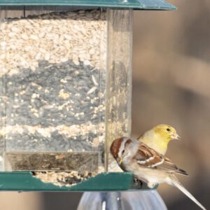 Bird Nutrition