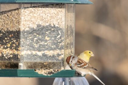 Bird Nutrition Home Pets Coach