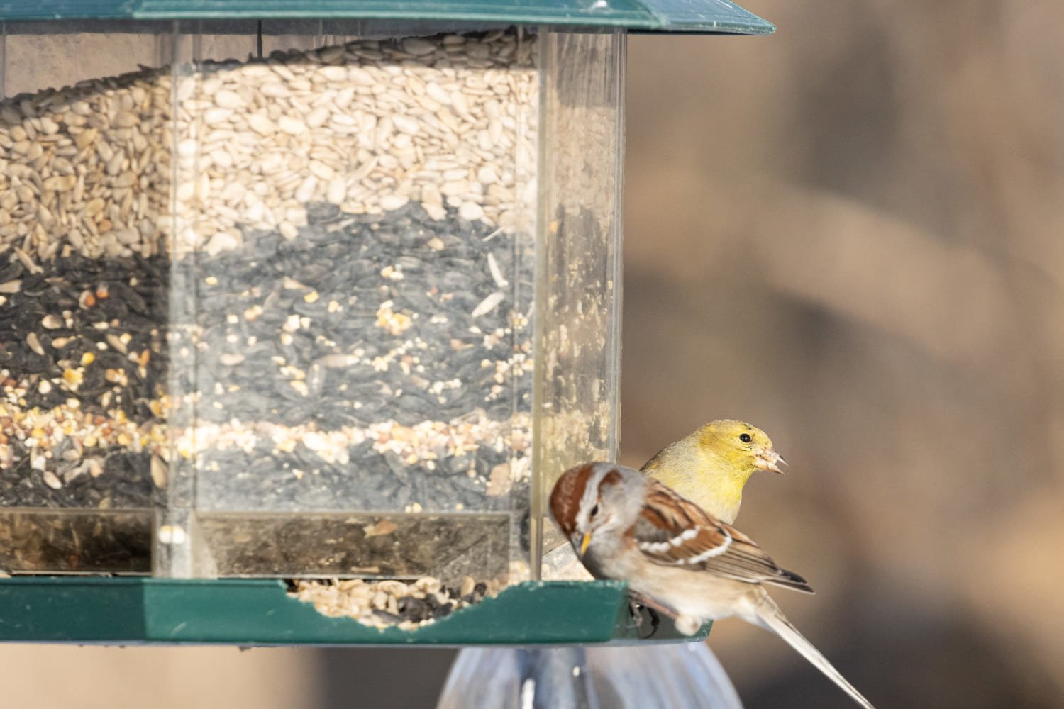 Bird Nutrition