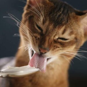 Cat Eat Cheese