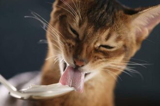 Cat Eat Cheese
