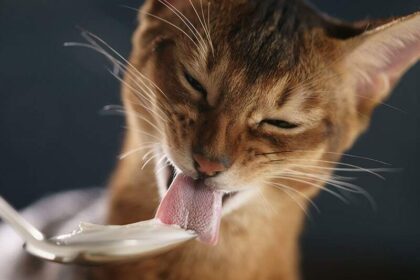 Cat Eat Cheese
