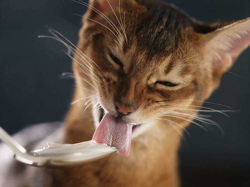 Cat Eat Cheese