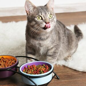 Cat Eat Fresh Food