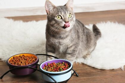 Cat Eat Fresh Food Home Pets Coach