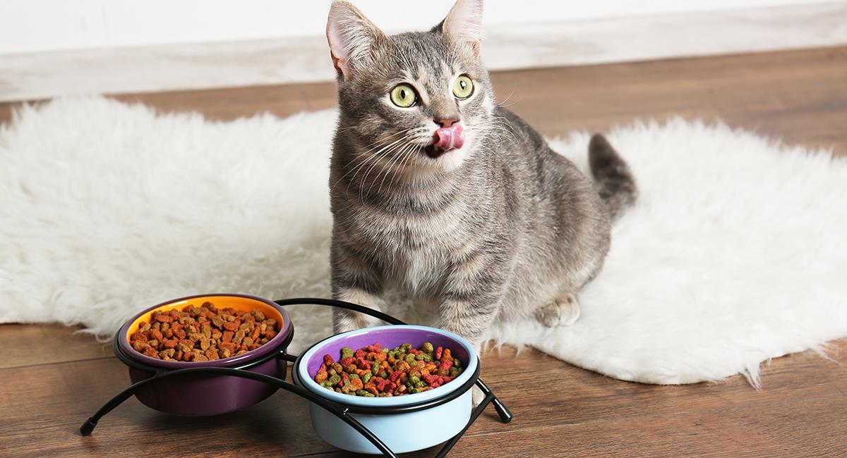 Cat Eat Fresh Food