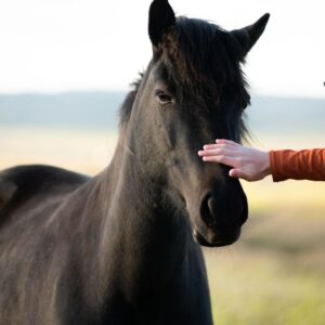 Horse Diet