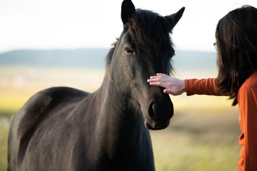 Horse Diet Home Pets Coach