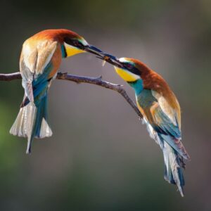 How Long Do Lovebirds Live
