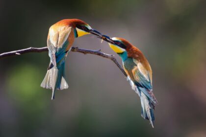 How Long Do Lovebirds Live
