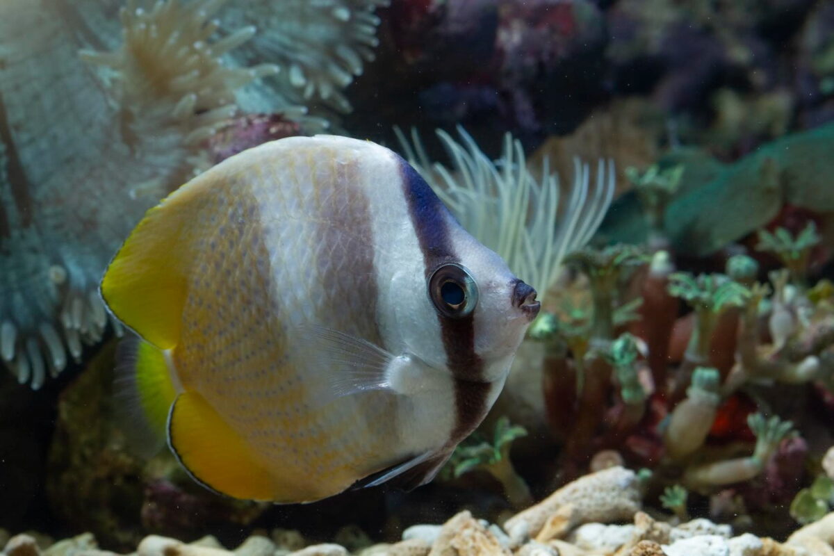 Marine Fish Beautiful Goldfish Tank Mates: Finding Compatible Companions for Your Aquarium