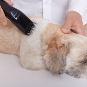 Person Cutting Dog
