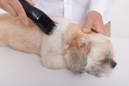 Person Cutting Dog Home Pets Coach